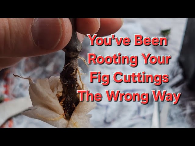 Try this incredible easy way to root Fig cuttings