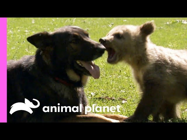 A Baby Bear And A German Shepherd Become The Best Of Friends! | Too Cute!
