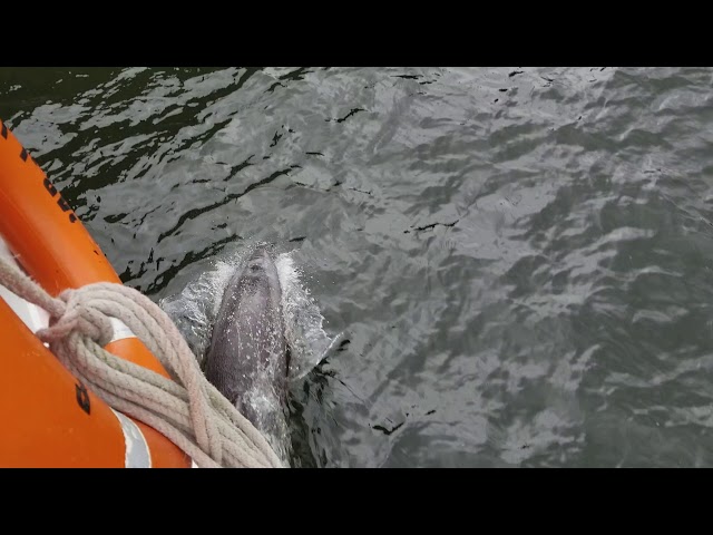 Milford Sound - Dolphin appearance #shorts
