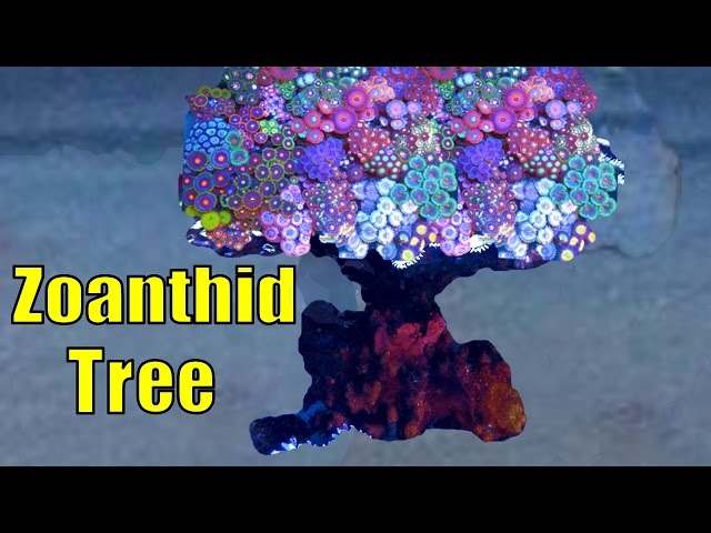 The Zoanthid Tree || See it to Believe it! HD