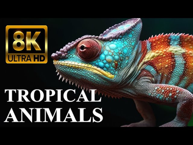 ANIMALS of TROPICAL ISLANDS 8K with Names and Sounds