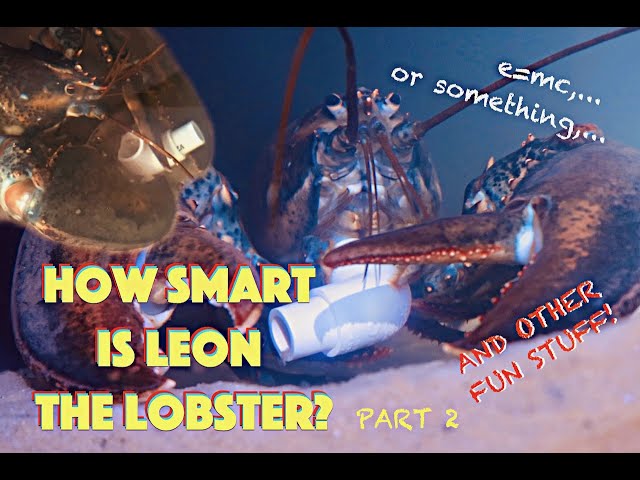 How Smart Is Leon The Lobster? Part 2