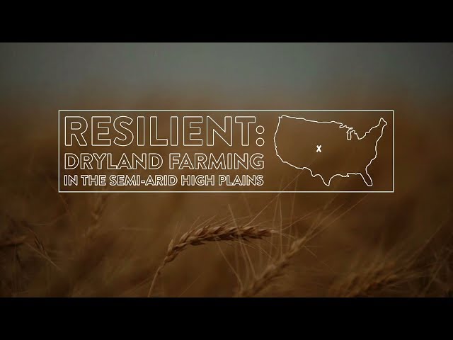 Resilient: Dryland Farming in The Semi-Arid High Plains