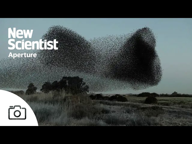 Watch mesmerising footage of starling murmurations from around Europe