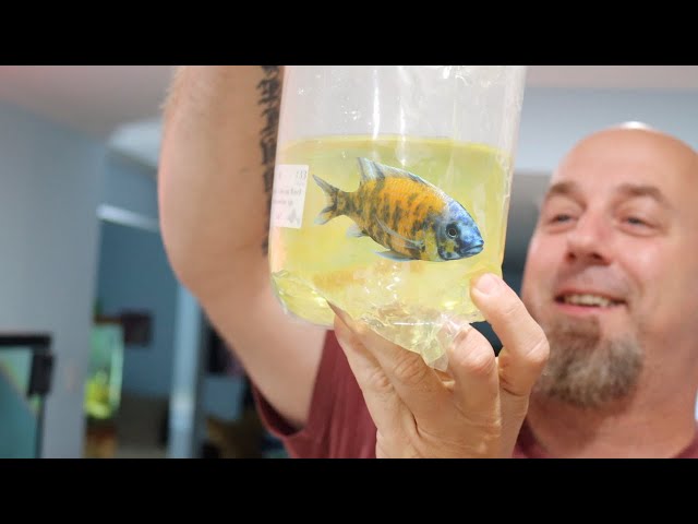 DON'T Buy Aquarium Fish Without Watching This First!