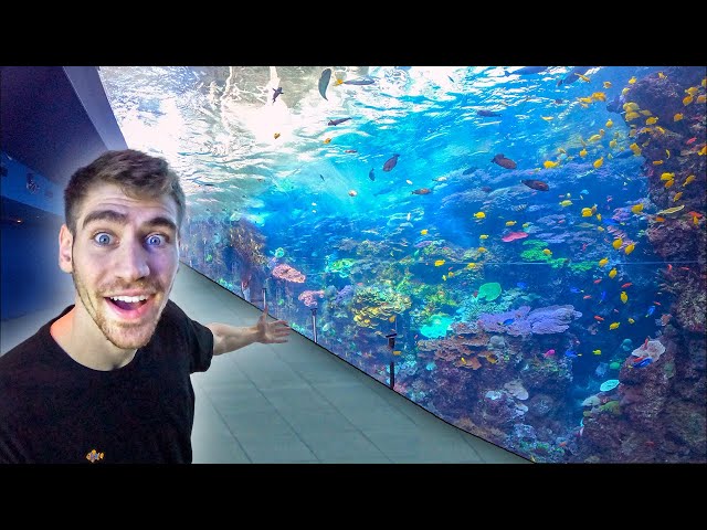 Georgia Aquarium - #1 Largest Aquarium in The World!! - (Private Tour)