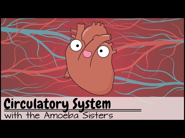 Circulatory System and Pathway of Blood Through the Heart