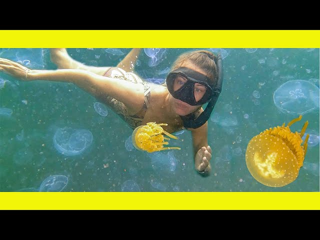 Swimming with MILLIONS of Jelly Fish(Learning By Doing Ep170)