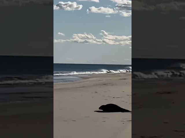 Funny seal video