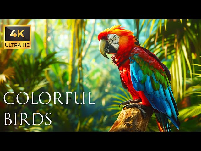 4K Colorful Parrot - Beautiful Birds Sound in the Forest | Bird Melodies
