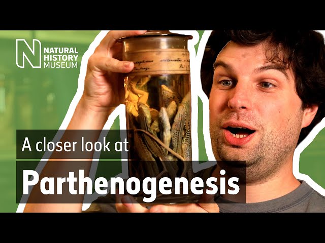 A closer look at parthenogenesis
