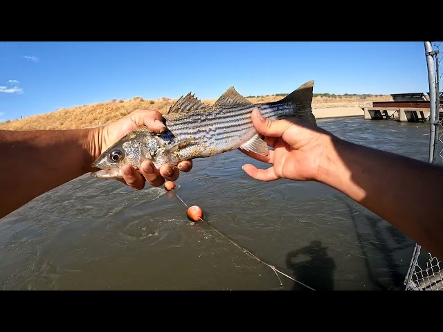 California Aqueduct Fishing | Delta Mendota Canal Fishing
