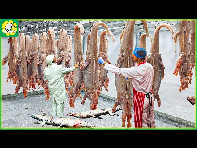 Crocodile Farm 🐊 How These People Make Millions Processing Crocodile Meat | Processing Factory