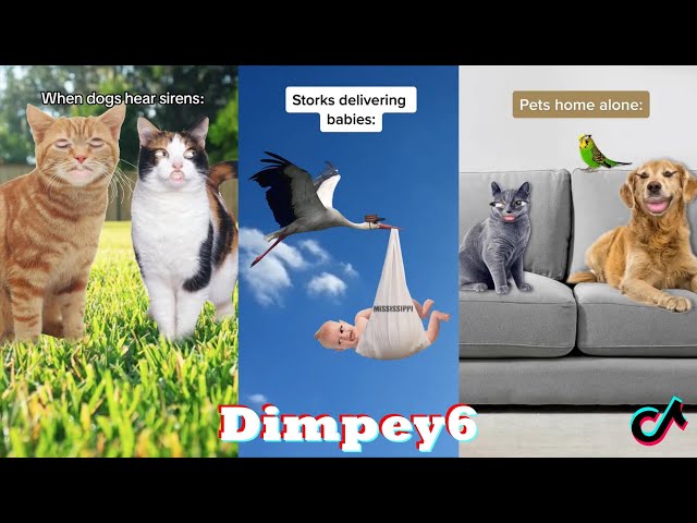 *1Hour* Dimpey6 TikTok 2023 | Funny Dimpey6 TikTok Compilation 2023