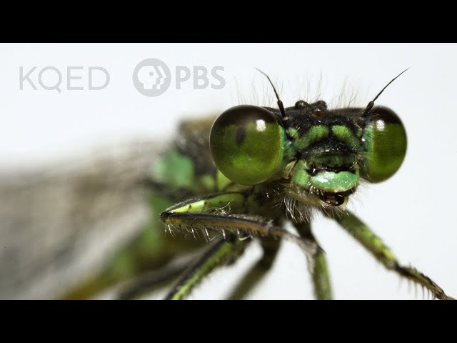 These Rare Damselflies Find Love With a Twist in Fog City | Deep Look