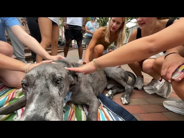 Counselors, therapy dogs help UNC students, staff heal