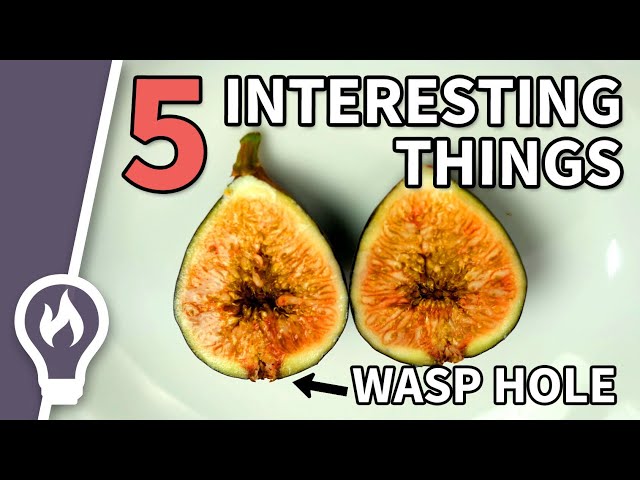 5 Interesting Things