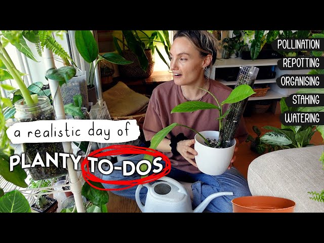 A Chilled, Chatty Day of Houseplant To-Dos 🌱 pollination, moss pole-ing, watering, repotting + MORE