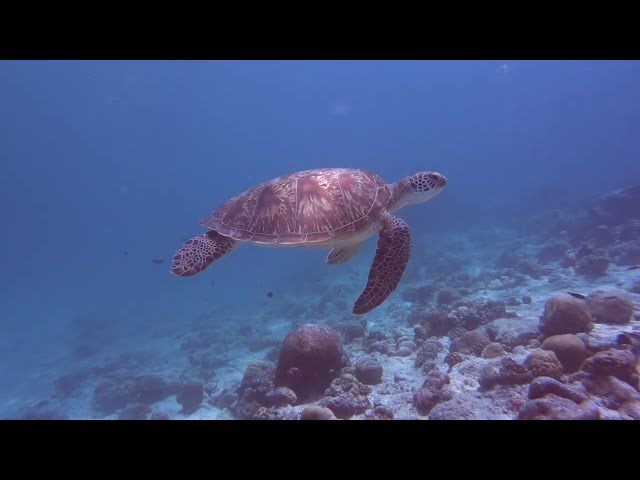 Sea Turtles swimming majestically