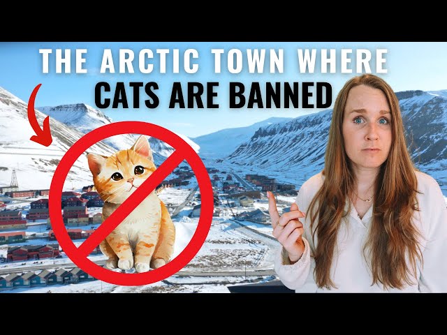 Cats are BANNED on this arctic island | Svalbard, Longyearbyen