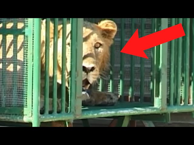 30 Animals Being FREED For The First Time!