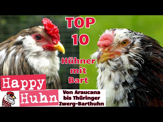 Top10 Die schönsten Hühnerrassen mit Bart! HAPPY HUHN E332 - Von Appenzeller bis Thüringer Barthuhn!