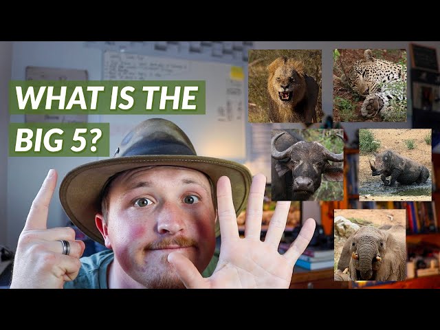 What Is The Big 5 On Safari? | Did You Know Thursday #20