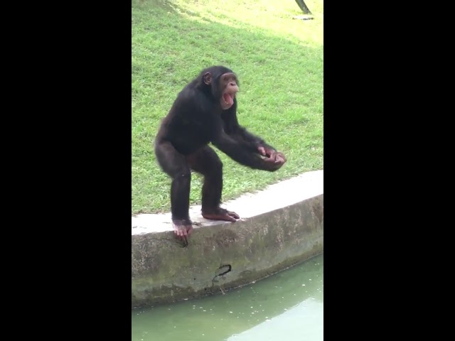 Chimpanzee at Alipore Zoo