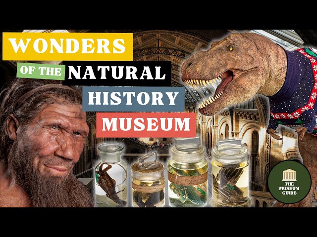 The Wonders of London's Natural History Museum - An In-Depth Guided Tour