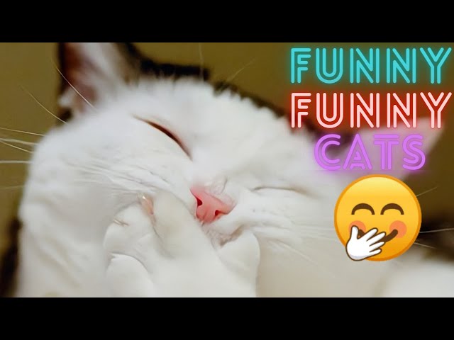 2 HOUR BEST FUNNY CATS COMPILATION 2023 😂| The Best Funny And Cute Cat Videos 6!😸 😸