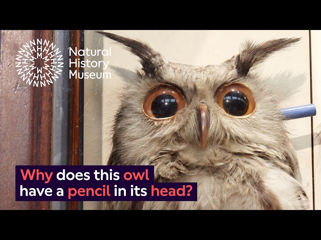 Do owls have ears? | Natural History Museum