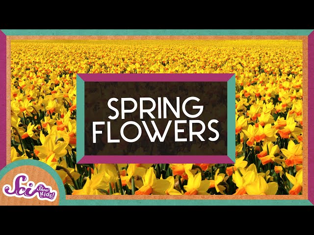 Why Do Some Flowers Regrow Every Year? | Daffodils | Spring is Here! | SciShow Kids