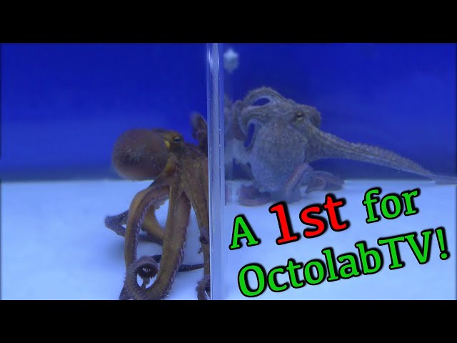 Shocking Twist While Observing Octopus Behavior