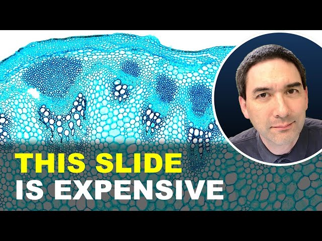 Expensive vs. Cheap microscope slide