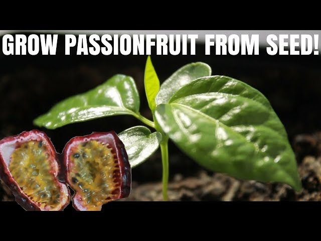 How to grow passion fruit from seed - DIY Video