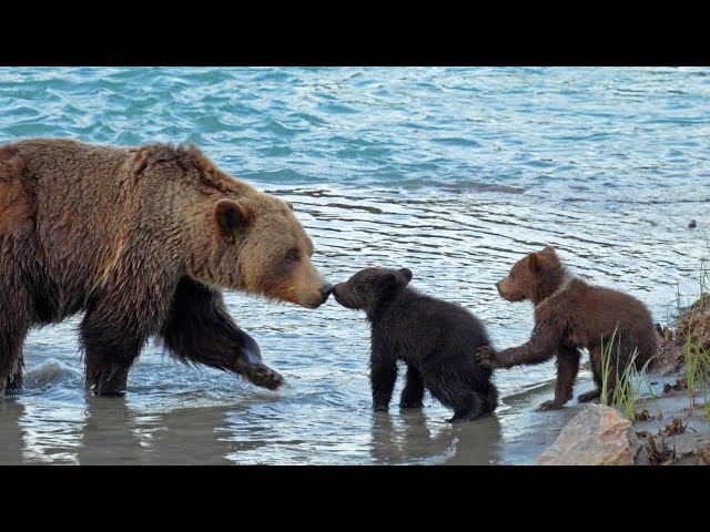 Grizzly Bear Cubs Battle of Learning to Swim is Inescapable