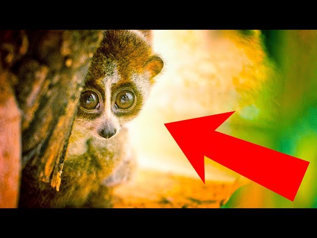 10 Cute Animals That You Need to Run Away from
