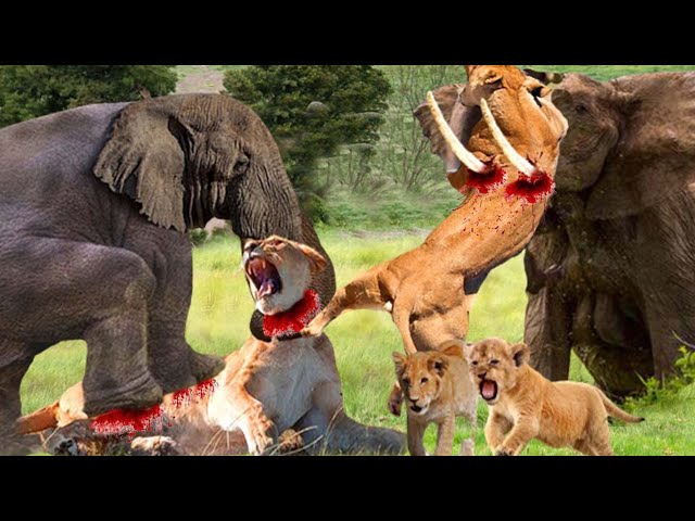 Lion Vs Elephant! Fight To Death_Lion Was Tortured Madly To Death When Daring To Kill Baby Elephant