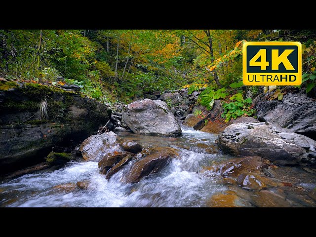 🌲 Forest Stream with Nature Sounds (12 HOURS). Relaxing sounds of the stream and chirping of birds
