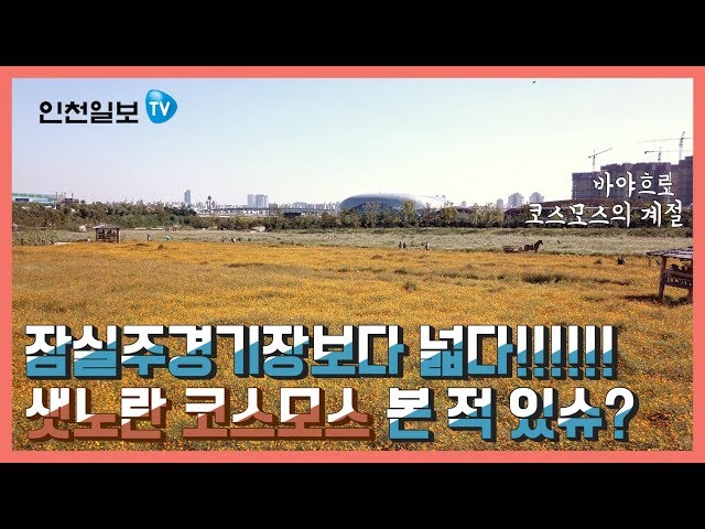 [인천일보PICK]잠실주경기장보다 넓은 코스모스 밭이 있다? 인천은 지금 코스모스 천국!