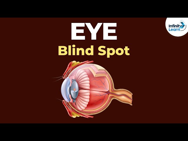 What is the Blind Spot of the Eye? | Physics | Don't Memorise
