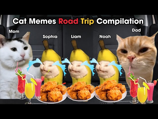 Cat Memes Road Trip Compilation Full