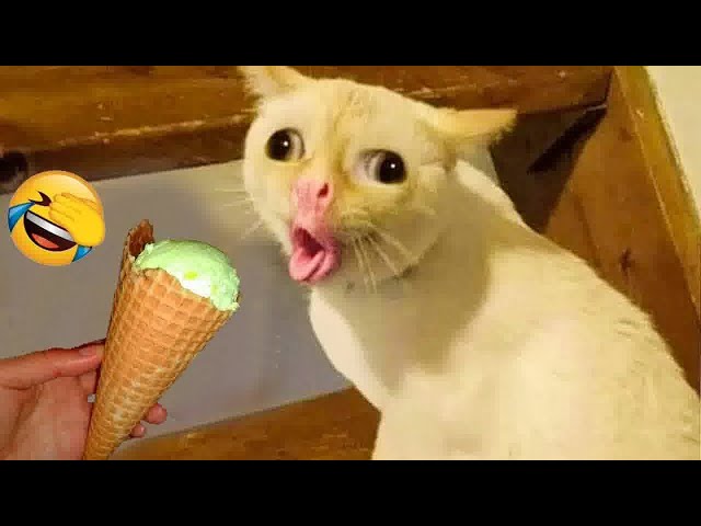 Try Not To Laugh😪🐶Funniest Cats and Dogs 2024😻Part 15