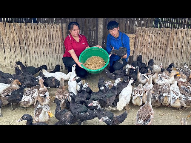 Harvesting the melon garden to sell at the market, taking care of the ducks and geese.|Phuc and Sua