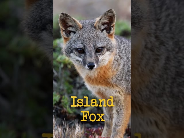 America's Island of Dwarf Foxes #shorts