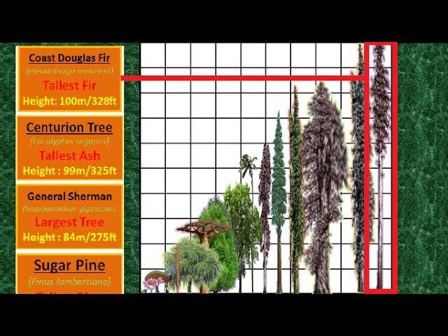 Tallest Tree Height Comparison