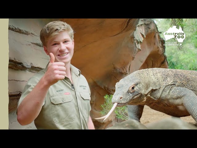 Robert Irwin + Komodo dragon research | Irwin Family Adventures