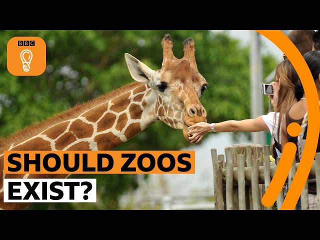 Should zoos exist? | BBC Ideas
