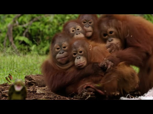 My Orangutan Academia | Snake Training Arc