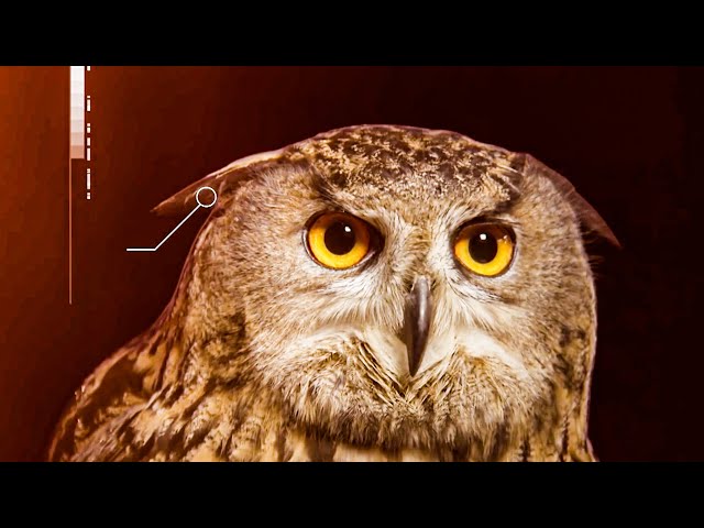 Animals with Superpowers | BBC Earth